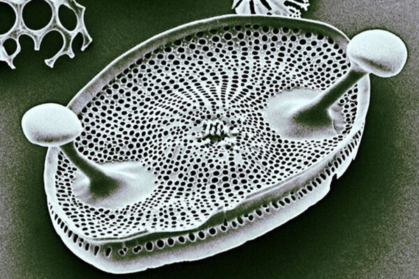 珪藻土とはなにか？その起源と驚くべき特徴を徹底解説！｜建物の知識｜読みもの 和歌⼭南⼤阪 「無垢の⽊と⾃然素材で建てる⼼地よい⽊の家